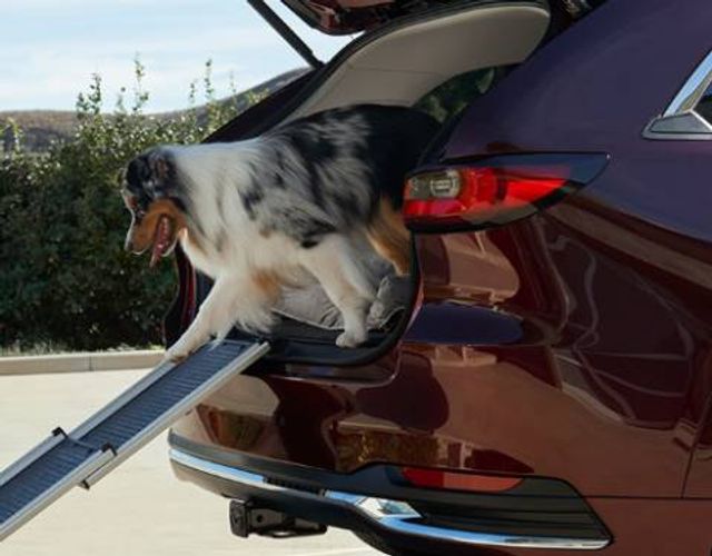 Does Mazda Offer Pet Accessories for the CX-90?